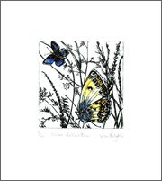 silver-studded blue