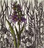 marsh orchid