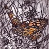 painted lady
