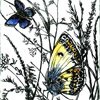silver-studded blue
