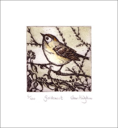 goldcrest etching